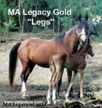 MA Legacy of gold